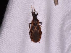 Triatoma lecticularia