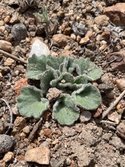 Viola purpurea aurea