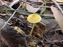 Pluteus hubregtseorum