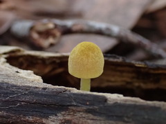 Pluteus hubregtseorum