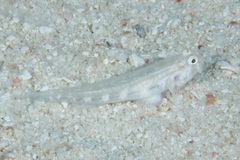 Gnatholepis cauerensis