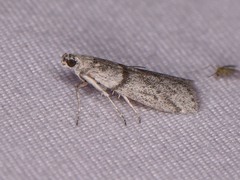 Myelopsis alatella