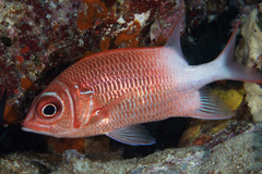 Sargocentron caudimaculatum