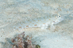 Istigobius rigilius