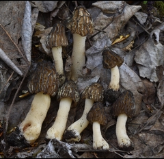 Morchella populiphila