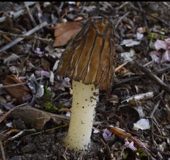 Morchella populiphila