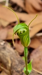 Pterostylis atrans