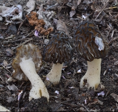 Morchella populiphila
