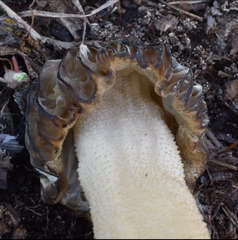 Morchella populiphila