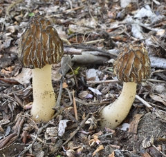 Morchella populiphila
