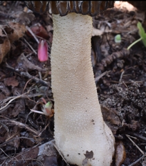 Morchella populiphila