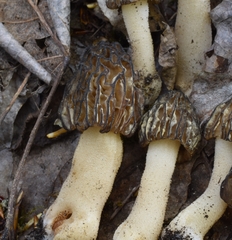 Morchella populiphila
