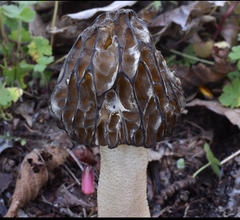 Morchella populiphila