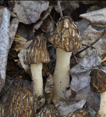 Morchella populiphila