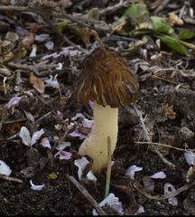 Morchella populiphila