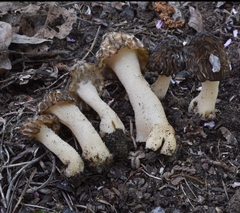 Morchella populiphila