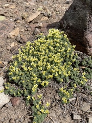 Cusickiella quadricostata