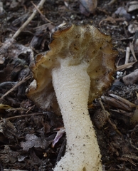 Morchella populiphila
