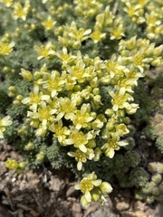 Cusickiella quadricostata