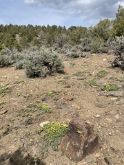 Cusickiella quadricostata