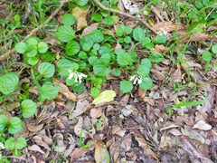 Plectranthus verticillatus