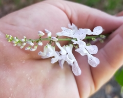 Plectranthus verticillatus