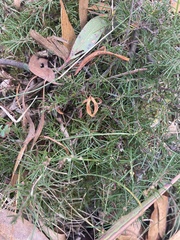 Hibbertia exutiacies