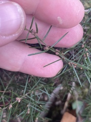 Hibbertia exutiacies