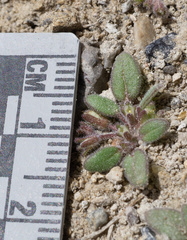 Phacelia tetramera