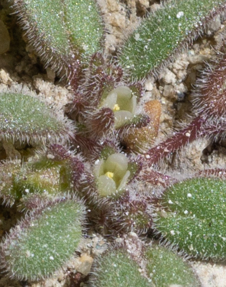 Phacelia tetramera