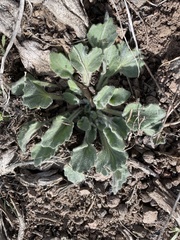 Viola purpurea aurea