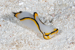 Chelidonura pallida