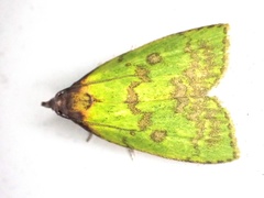 Doloessa viridis