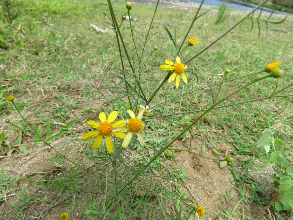 Adenophyllum anomalum