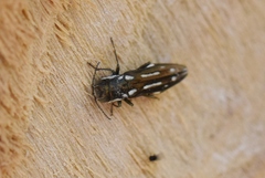 Agrilus scitulus