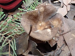 Lactifluus wirrabara