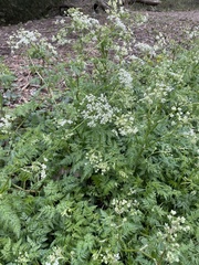 Anthriscus sylvestris