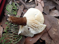 Lactifluus wirrabara