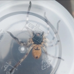 Isopedella victorialis