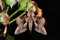 Phyllosphingia dissimilis