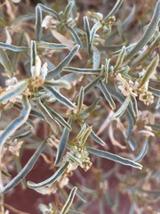 Atriplex stipitata