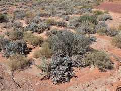 Atriplex stipitata