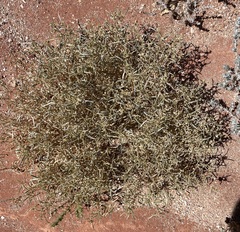 Atriplex stipitata