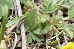 Potentilla incana