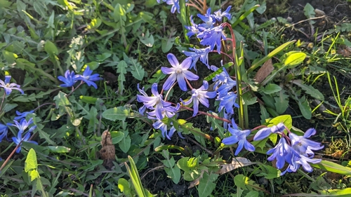 Scilla forbesii