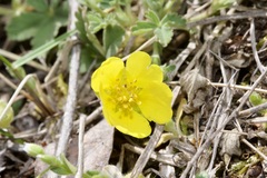 Potentilla incana