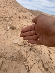 Eriogonum exaltatum