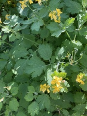 Chelidonium majus