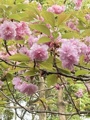 Prunus serrulata
