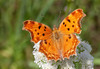 Southern Comma - Photo (c) Paul Cools, some rights reserved (CC BY-NC), uploaded by Paul Cools